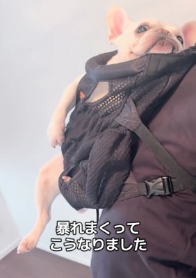 片足を出す犬