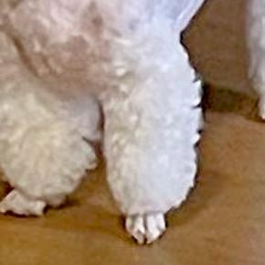 『綿棒』というあだ名を付けられた犬→思わず納得する『的確すぎる光景』に1万いいね「飲んでたココア吹いた」「しっぽが特にww」と大爆笑
