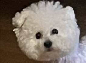 ふわもこ