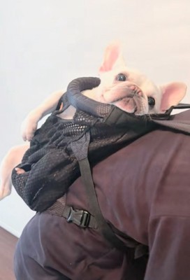 おんぶされる犬2