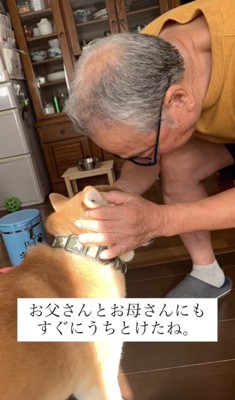 人に頭を撫でられる犬
