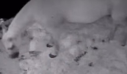 深夜の馬小屋を見てみると…