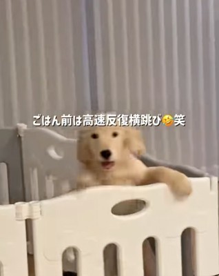 立ち上がる子犬