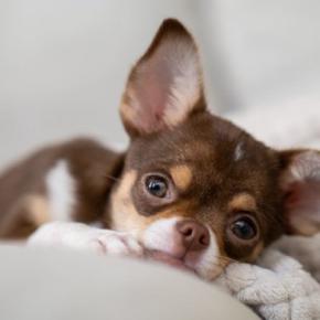 『寿命が長い犬』の特徴7選 平均寿命や健康的に長生きさせるためにできることまで