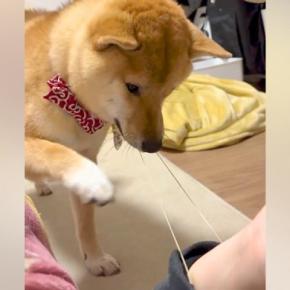 腕についた『輪ゴム』が気になる犬→『引っ張っても戻して偉いな』と思っていたら…期待を裏切らない『爆笑の展開』が24万再生「オチ最高w」