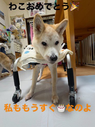 シニア犬の元気なコンビです