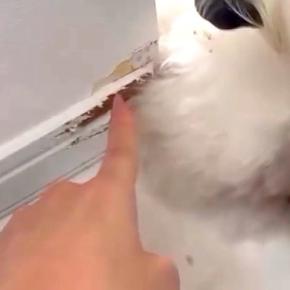 新築の壁が破壊されていたので、大型犬に『誰がしたん?』と質問→あまりにもしらじらしい『態度と表情』が26万再生「顔ww」「証拠隠滅は草」