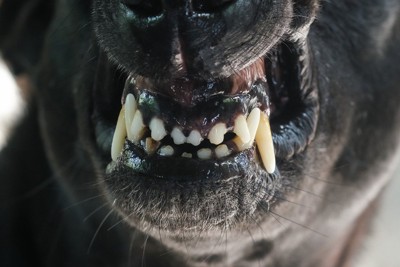唸る犬の口元