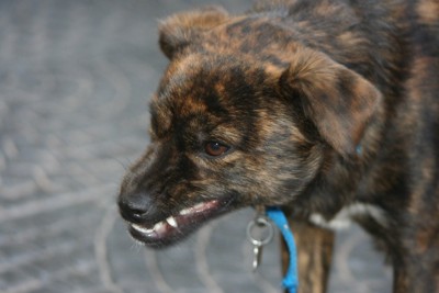 唸るまだら模様の子犬