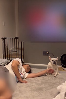 迷惑そうな顔をする小型犬