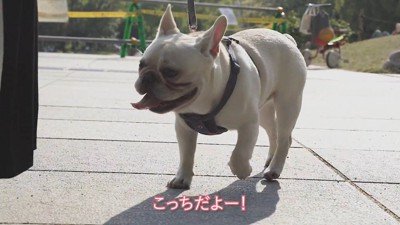 ご機嫌でお散歩する坊くん♪