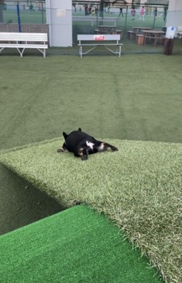 足を伸ばして坂を滑る犬