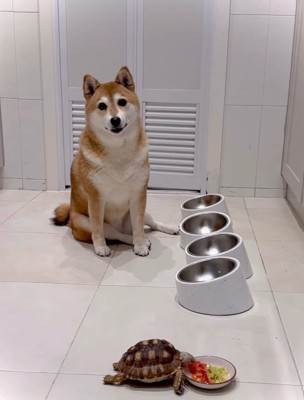 食べ終わるまで見守るキッコちゃん