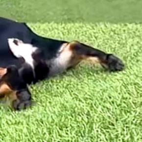 坂道にいる犬→『普通に下るのかな』と思いきや…二度見してしまう『まさかの光景』が39万再生「クセになる可愛さ」「中に子ども入ってる?」