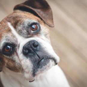 犬は『ジェスチャー』を使うことがあるの?意思表示や要求があるときにみせる行動とは