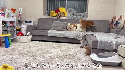 家中走って大興奮！！