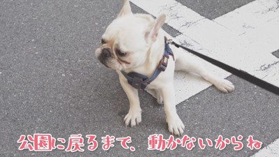 公園の外に出ても諦めません
