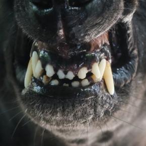 犬が飼い主に向かって『唸る』理由3つ 反抗的な態度をみせるのはなぜ?適切なしつけまで