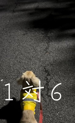 お散歩中に立ち止まったムッチョリーニくん
