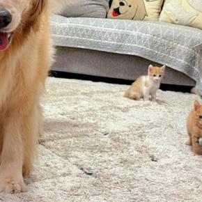 赤ちゃん子猫の前で『柴犬が暴れた』結果→見ていた大型犬が…まさかの『母性が溢れている光景』が34万再生「安心感すごい」「本当に優しい」