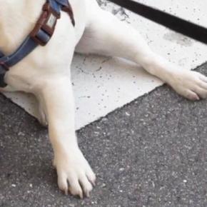 『絶対に帰りたくない犬』VS『帰りたい飼い主』抱っこして帰ろうとしたら…愉快な攻防戦とまさかの結末に反響「分かってて賢い」「笑ったw」
