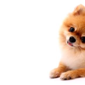 犬が『わざと可愛い行動』をみせる理由5つ あざとい仕草をする心理や飼い主がすべき対応まで