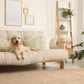 犬が『ソファの上に乗る』心理5選 体への負担や登らせないようにする方法まで