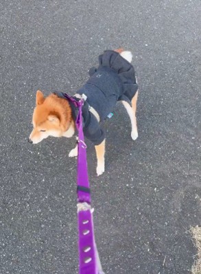 散歩拒否をするこはるちゃん