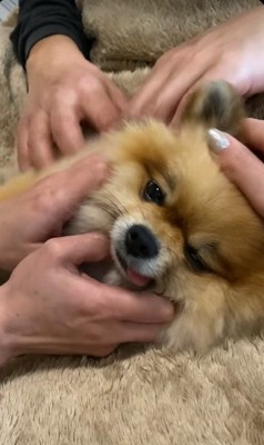 家族みんなでナデナデ