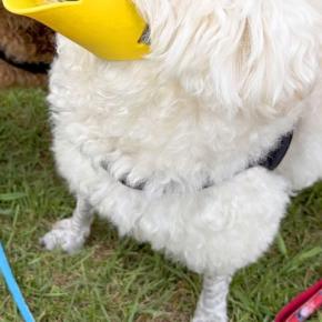 拾い食い防止用の『アヒルの口』を犬に装着してみた結果→あまりにも似合いすぎている光景に反響「可愛くて違和感ないww」「新種の生き物で草」