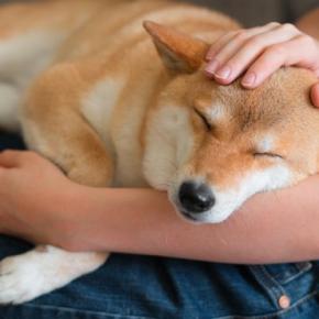 『過保護すぎる』犬の飼い主の特徴5つ 愛犬を溺愛するリスクや悪影響まで