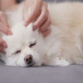 犬は飼い主に触れられるとどう思うの?スキンシップが大切だとされる理由やメリットまで
