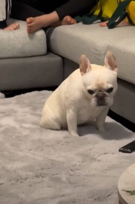 落ち込む犬2