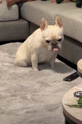 落ち込む犬1