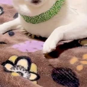 『そこのもの、よをなでよ』なぜか自分からは近づいてこない犬→とんでもなく雑な『呼び方と表情』が24万再生「圧すごいww」「すぐ参ります」