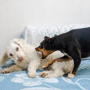 犬同士の喧嘩が起こる理由とは?じゃれ合いかどうかを判断する方法や仲裁のコツまで