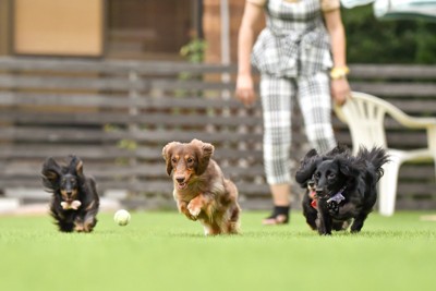 ドッグランで遊ぶ犬たち