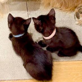 猛暑の中、捨てられていた2匹の子猫を保護→家にいる『大型犬』と会わせた結果…まさかの『尊い光景』が22万再生「なんて健気」「優しさの塊」