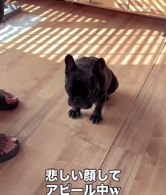 アピールしているドムくん