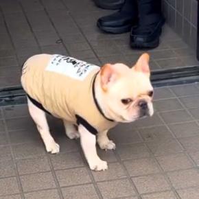 『さんぽ行くぞ』と犬に声をかけた結果→玄関先で『行きたくない』と駄々をこねて…悶絶級の拒否方法が419万再生「癒される」「めちゃ可愛いw」