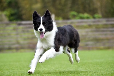 走ってくる犬
