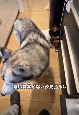 赤ちゃんの護衛もします