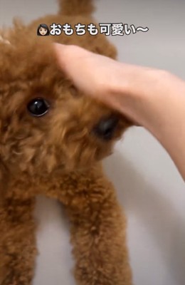 なでられる犬2