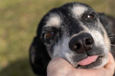 あごを撫でられて舌を出す老犬