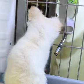 『ちゃんと面倒みれるの?』と、子犬を飼うことに抗議する夫→反対を押し切り飼った結果…まさかの現在に反響「パパも可愛い」「ワンコの勝利」