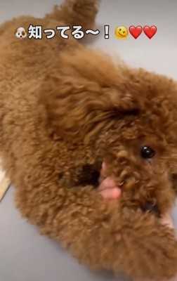 なでられる犬3