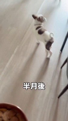 飼い主の持っている器を見て、周り始める子犬