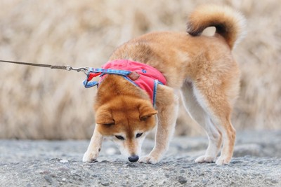 柴犬、赤いハーネス