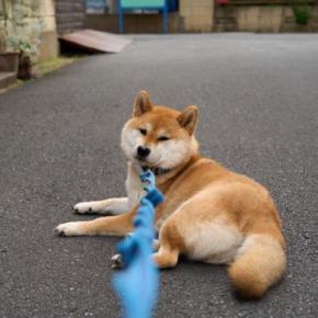 犬が死ぬかもしれない『散歩の仕方』5選　飼い主が勘違いしがちな危険行為とは？
