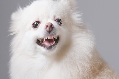 威嚇する犬